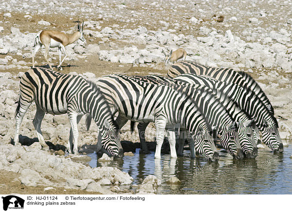 trinkende Steppenzebras / drinking plains zebras / HJ-01124