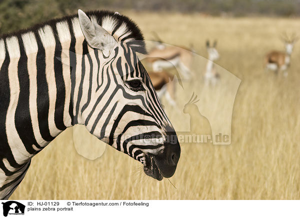 plains zebra portrait / HJ-01129