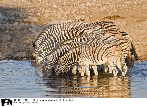 drinking plains zebras / HJ-01132