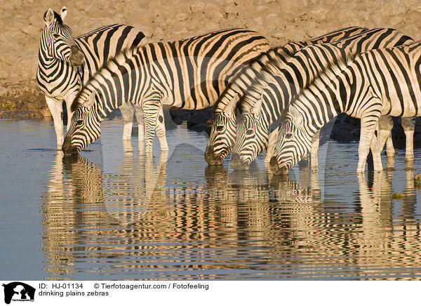drinking plains zebras / HJ-01134