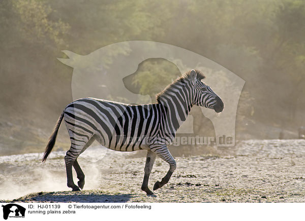 running plains zebra / HJ-01139