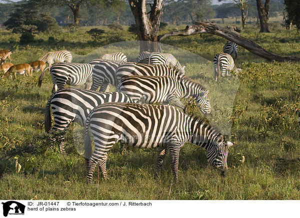herd of plains zebras / JR-01447