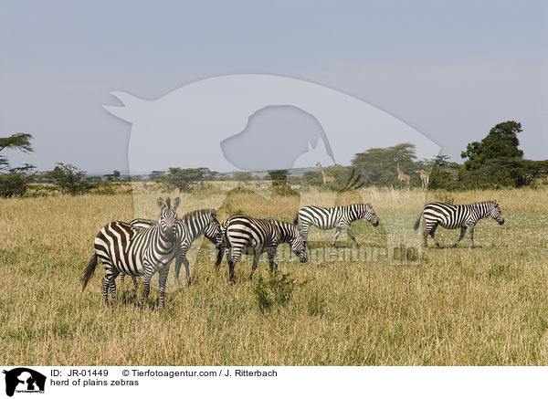 herd of plains zebras / JR-01449