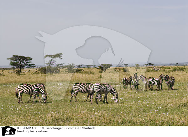 herd of plains zebras / JR-01450
