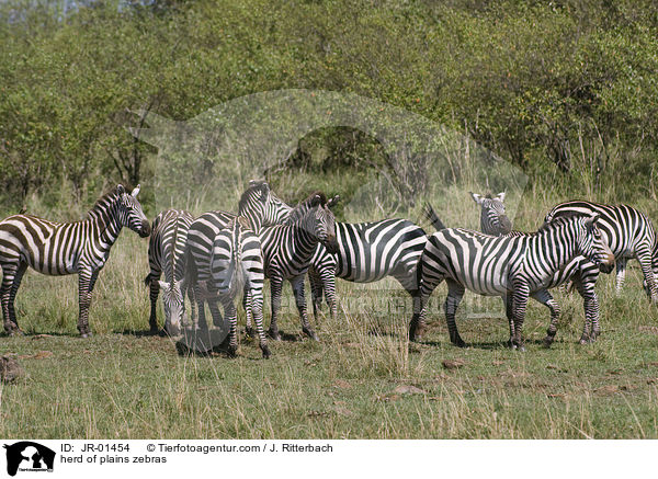 Herde Steppenzebras / herd of plains zebras / JR-01454