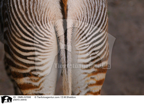 Steppenzebra / plains zebra / DMS-02598
