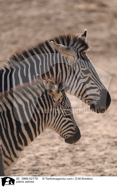 Steppenzebras / plains zebras / DMS-02778