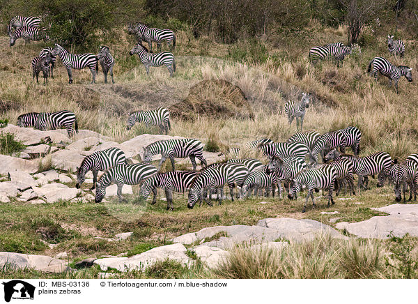 Steppenzebras / plains zebras / MBS-03136