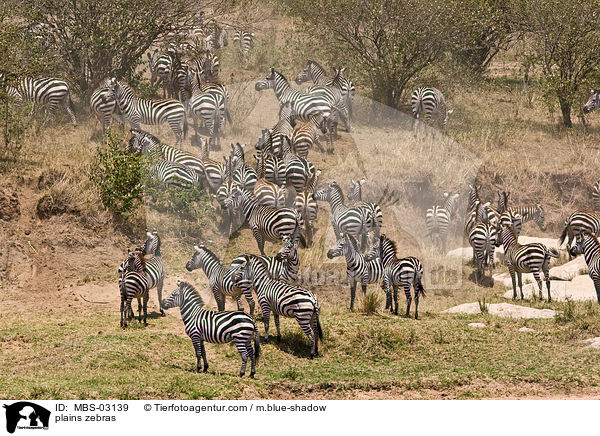 Steppenzebras / plains zebras / MBS-03139