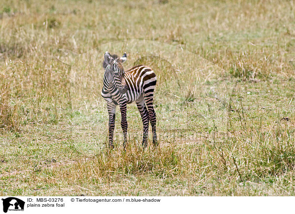 Steppenzebrafohlen / plains zebra foal / MBS-03276