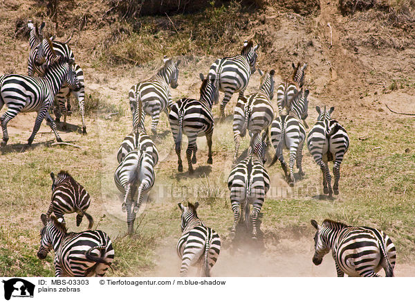 Steppenzebras / plains zebras / MBS-03303
