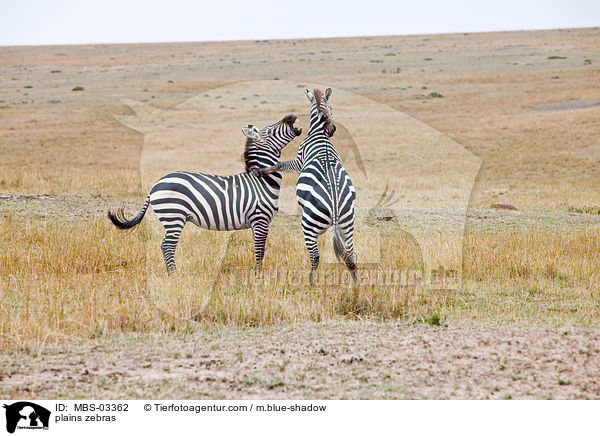 Steppenzebras / plains zebras / MBS-03362