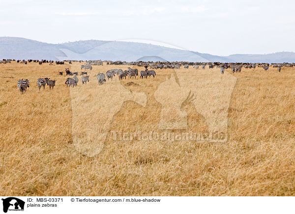 Steppenzebras / plains zebras / MBS-03371