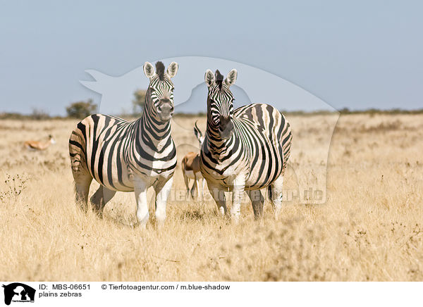 Steppenzebras / plains zebras / MBS-06651