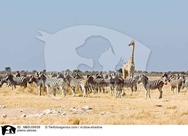 Steppenzebras / plains zebras / MBS-06656