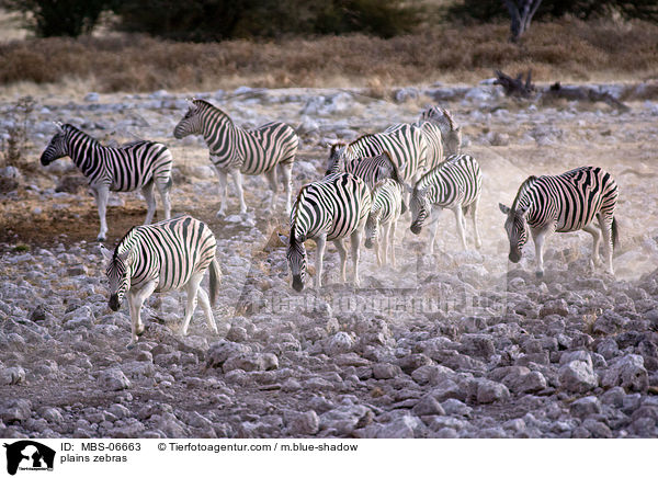 Steppenzebras / plains zebras / MBS-06663
