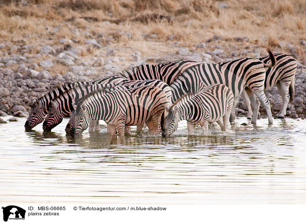 Steppenzebras / plains zebras / MBS-06665