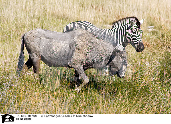 plains zebra / MBS-06668