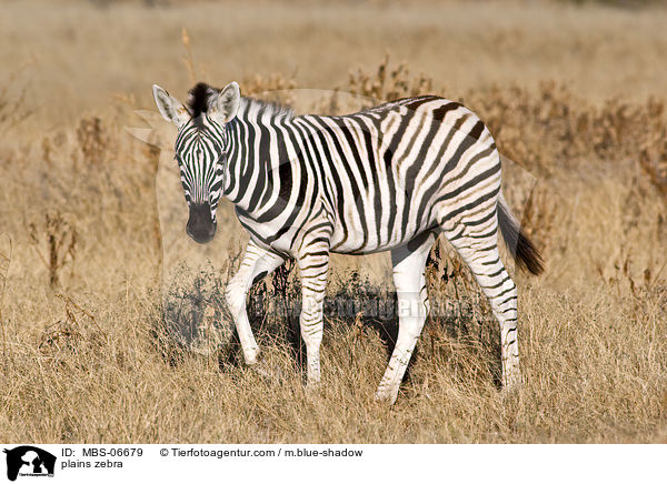 Steppenzebra / plains zebra / MBS-06679