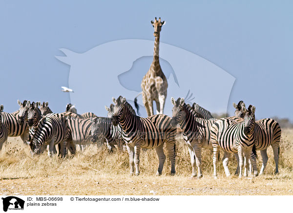 Steppenzebras / plains zebras / MBS-06698