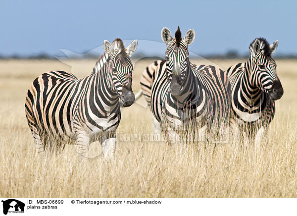 Steppenzebras / plains zebras / MBS-06699