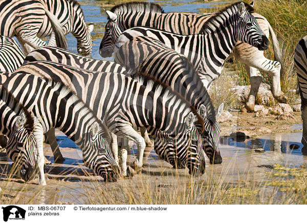 Steppenzebras / plains zebras / MBS-06707