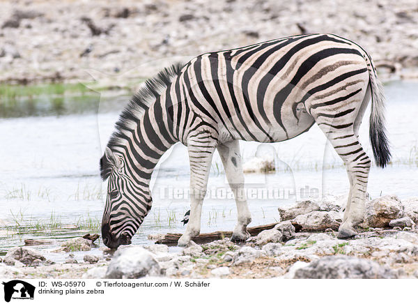 trinkendes Steppenzebra / drinking plains zebra / WS-05970