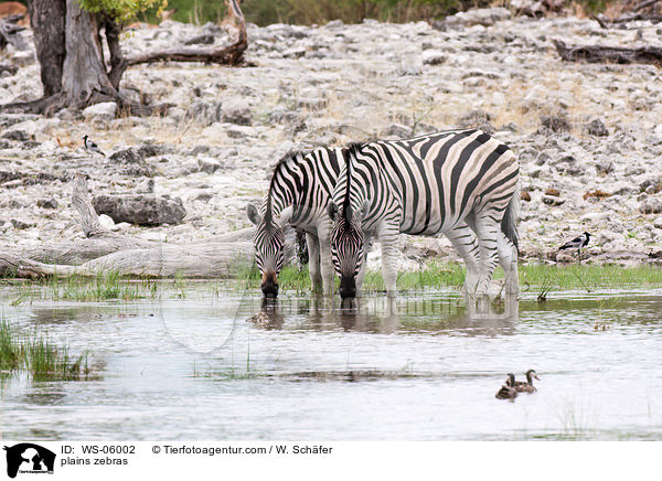 Steppenzebras / plains zebras / WS-06002