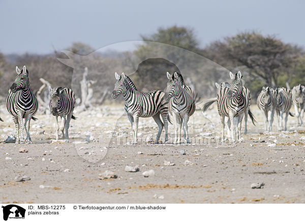 Steppenzebras / plains zebras / MBS-12275
