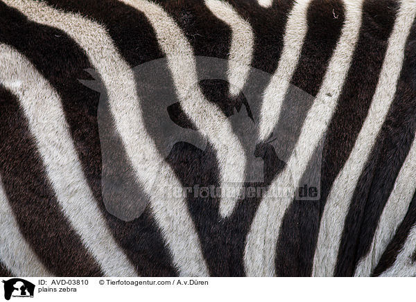 Steppenzebra / plains zebra / AVD-03810