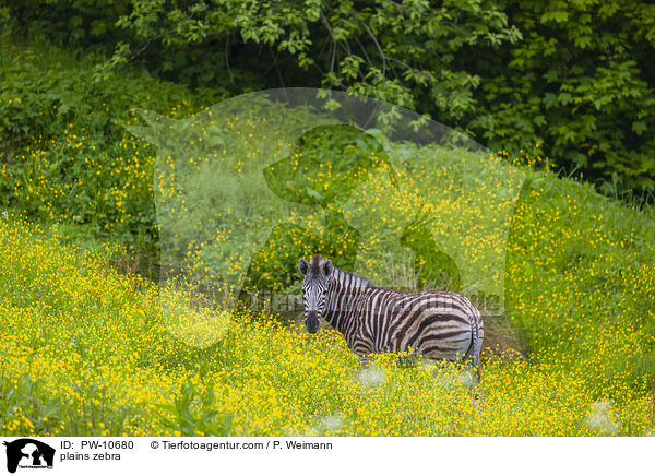 plains zebra / PW-10680