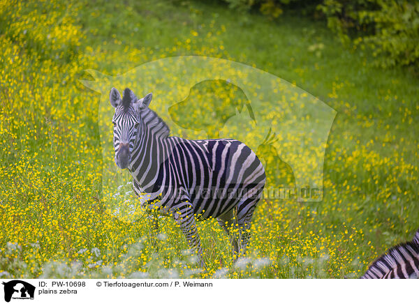 Steppenzebra / plains zebra / PW-10698