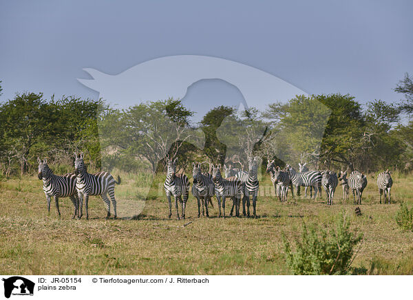plains zebra / JR-05154