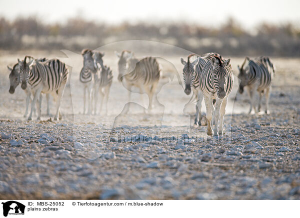 Steppenzebras / plains zebras / MBS-25052