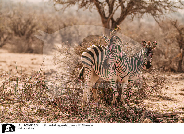 Steppenzebra / plains zebra / SVS-01176