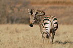 plains zebra