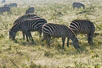 herd of plains zebras