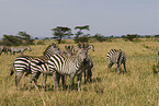 herd of plains zebras