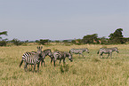 herd of plains zebras
