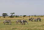 herd of plains zebras