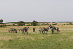 herd of plains zebras