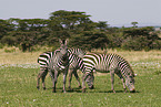 plains zebras