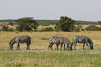 plains zebras