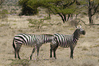 plains zebras