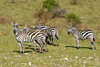 plains zebras