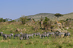 plains zebras and giraffes