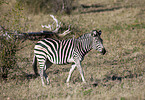 plains zebra