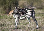 plains zebra