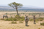 plains zebras