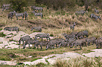 plains zebras